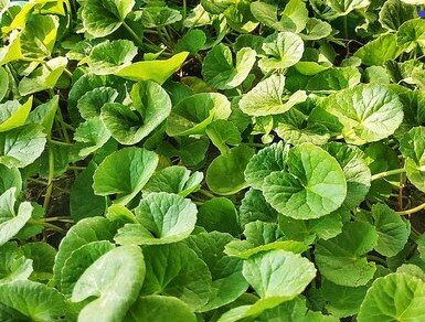 Gotu kola centella asiatica-health-leaves
