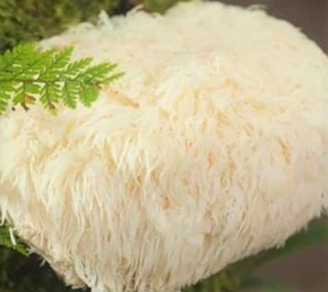 Organic Lion's Mane Mushroom Powder Pure Large Fungi