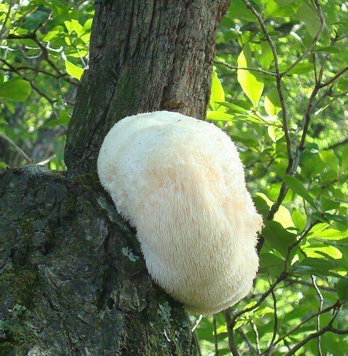 Lion's Mane Mushroom Growing On Tree