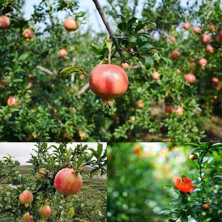 Pomegranate Fruit Trees