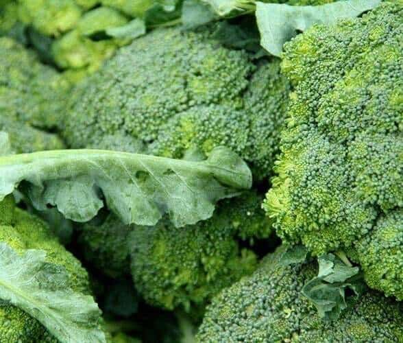 Organic Broccoli Extract Powder