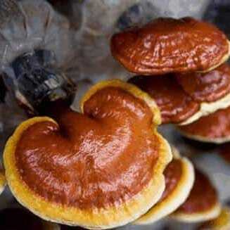 Reishi Mushroom Extract: 100g-1kg - Premium 50% Polysaccharides