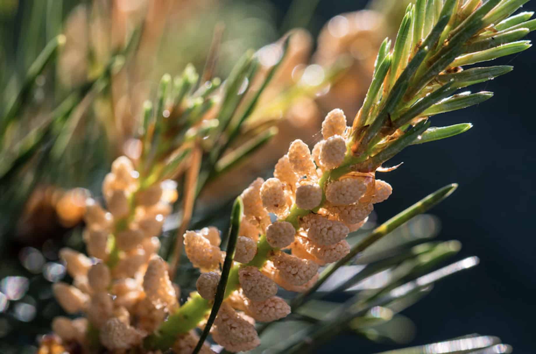 Pine pollen on pure pine tree