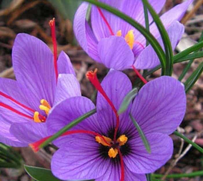 Saffron-extract-crocus-sativus-pure-quality-powder-close-up