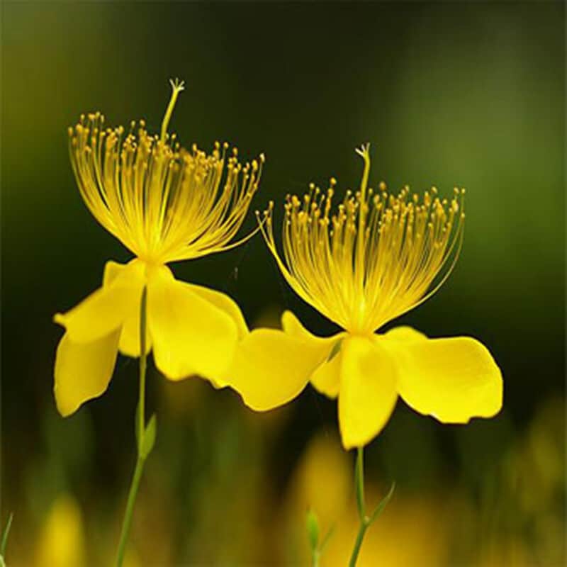 Saint John's Wort Beautiful Yellow Flowers