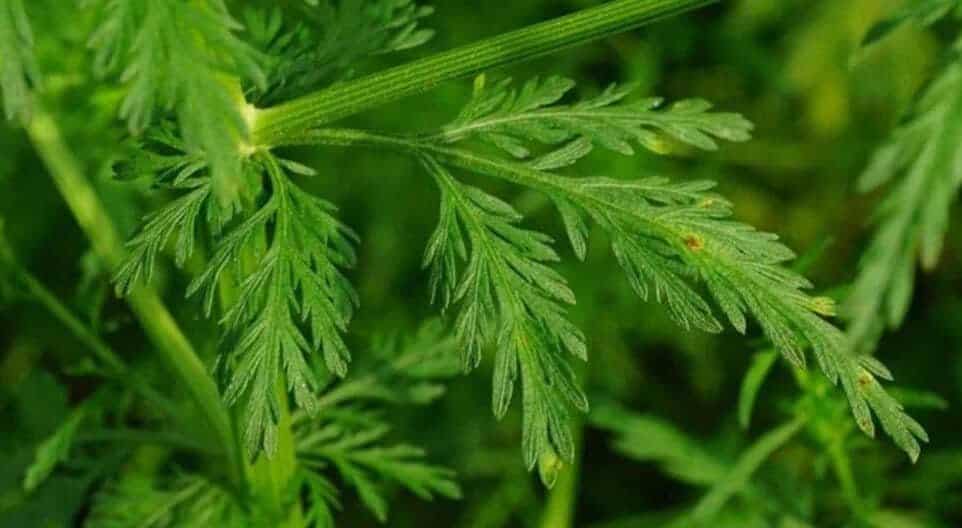 Artemisia Annua Green Herb Sweet Wormwood VitaMondo