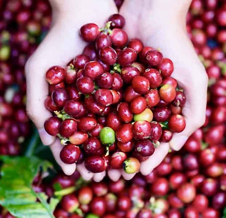 Red Coffee Berry Fruits