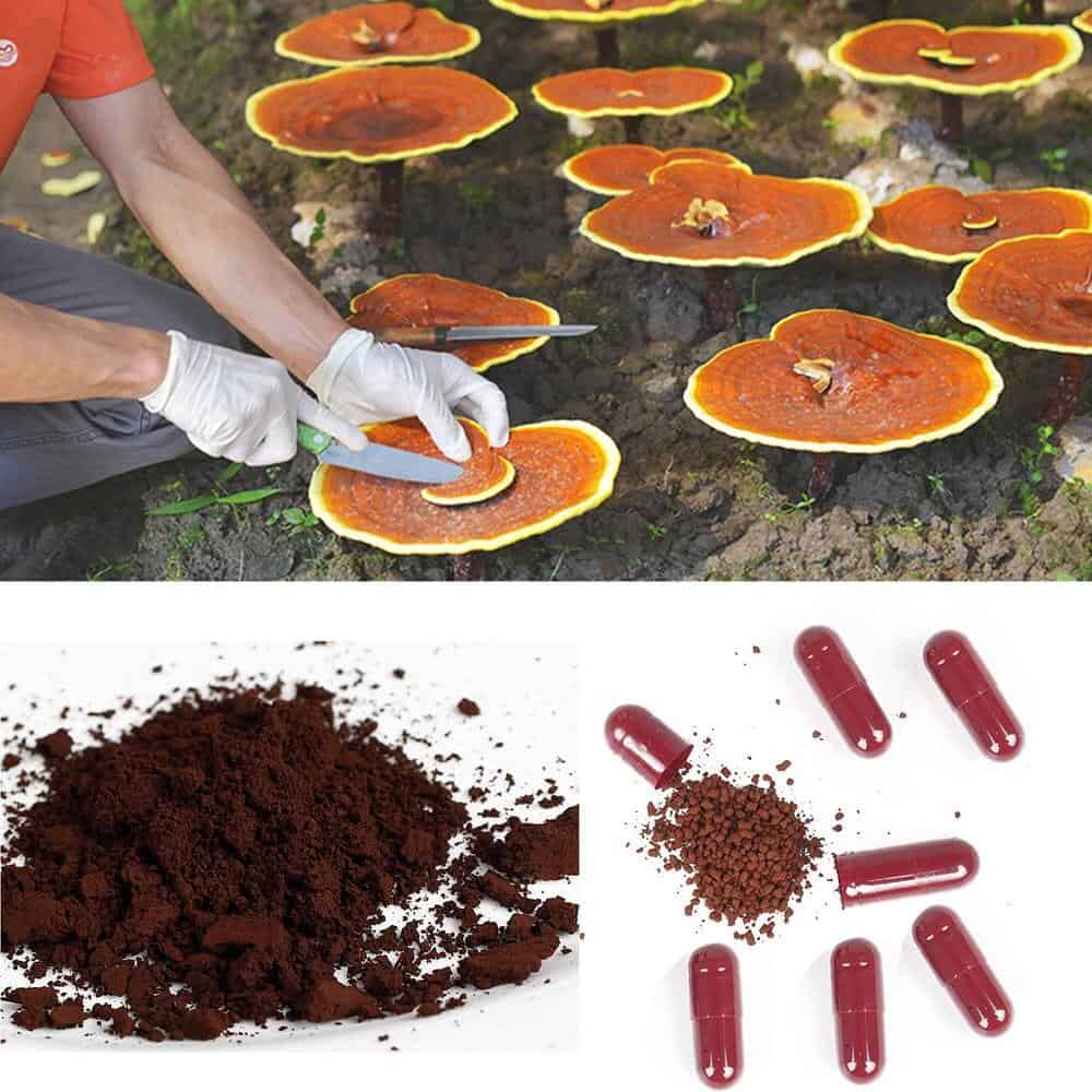 Reishi Mushroom Extract 20x: 520 mg * 100 Capsules – Ganoderma Lucidum
