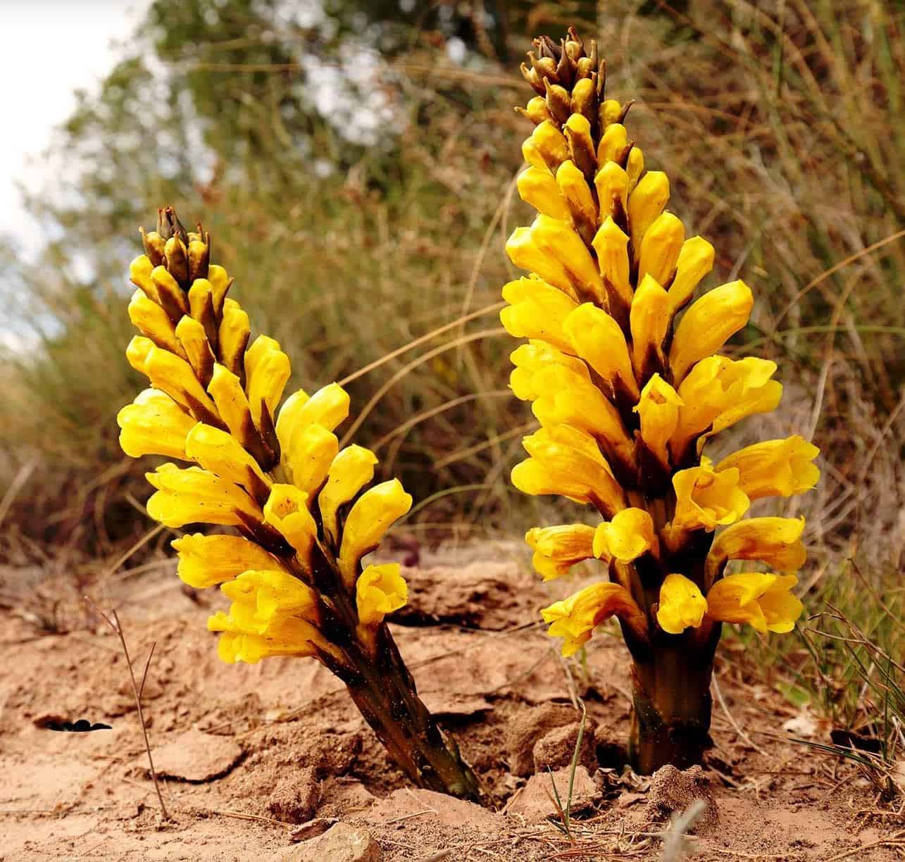 Cistanche Tubulosa Deserticola Root Flowers