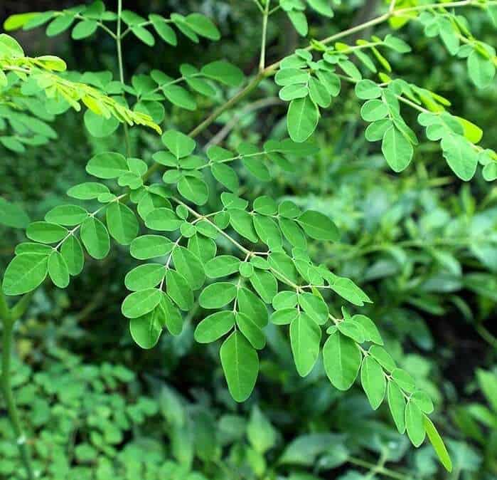 moringa-leaf-pure-powder