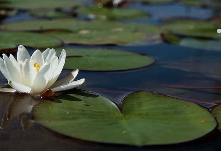 Organic Lotus Leaf in Water