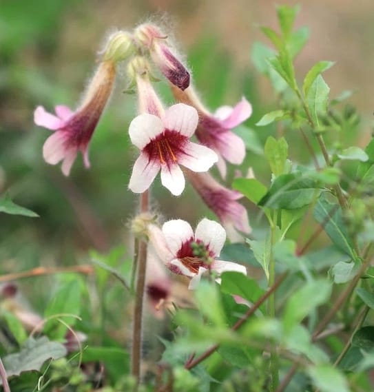 Rehmannia Glutinosa Pink Flower