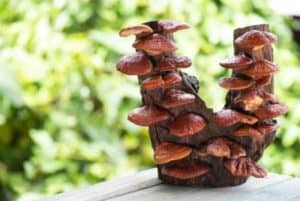 Organic Reishi Mushroom Capsules 20x Extract