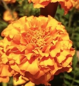 Natural Marigold Extract Lutein 2022
