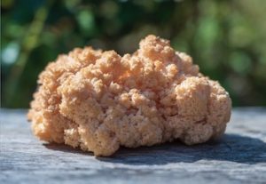 Organic Lion's Mane Mushroom Powder Extract