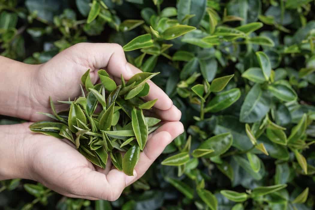 Green Tea Leaf Harvest