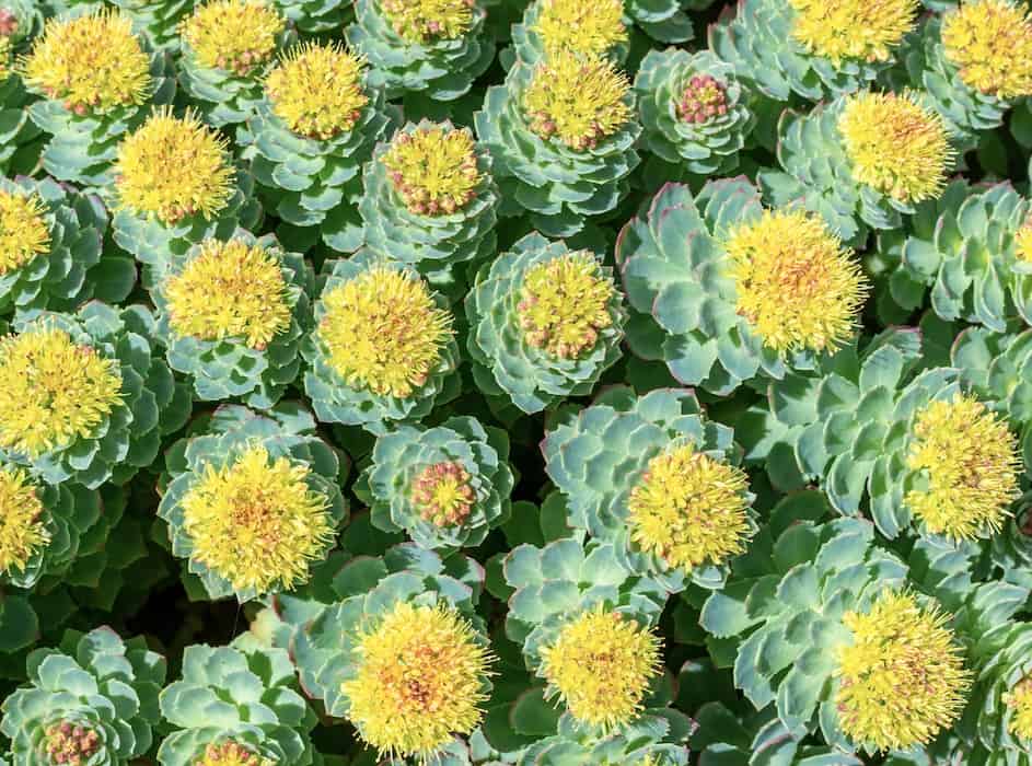 Yellow Rhodiola Rosea Flower Root Extract 20x