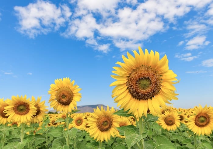 Sunflower fields grow the material for making organic lecithin