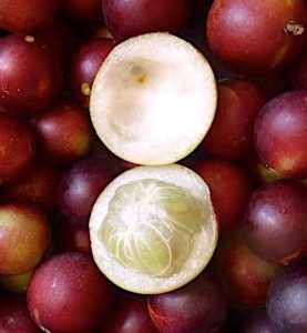 Organic Camu Camu Fruits