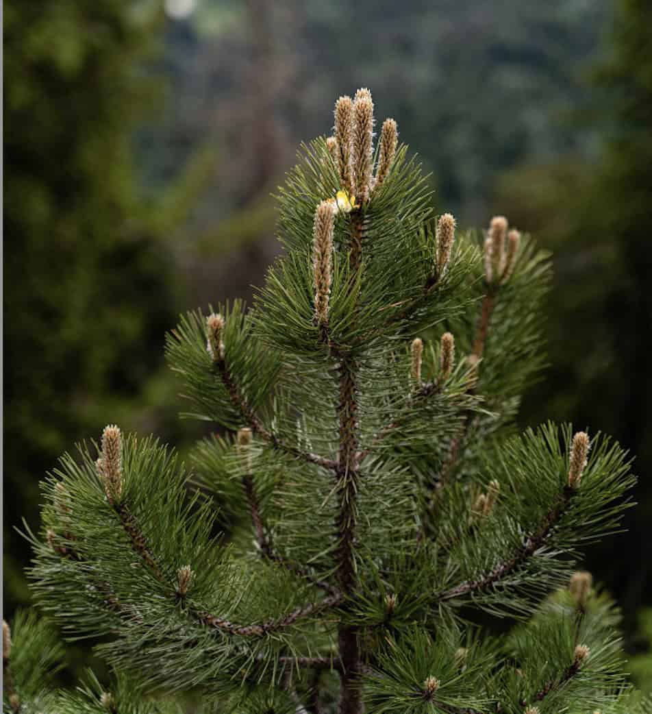 Pinus massoniana closeup