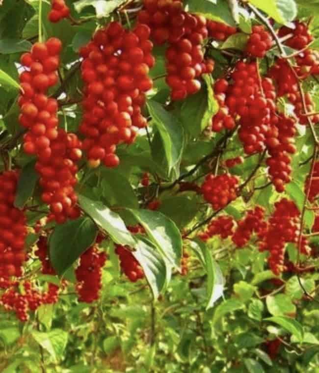 Schisandra berries close-up