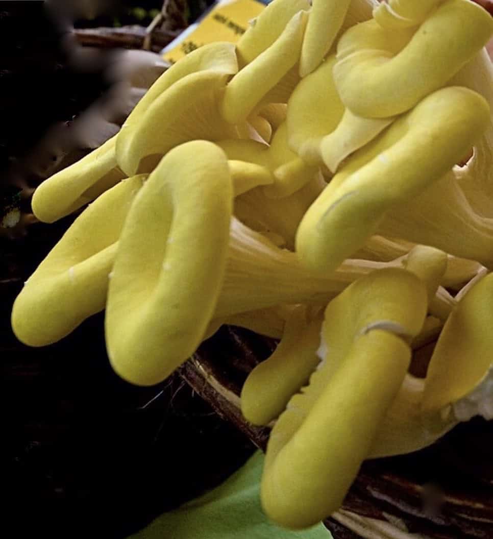 Natural pleurotus citrinopileatus mushroom