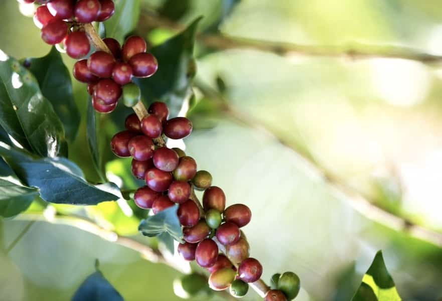 Coffee berries red
