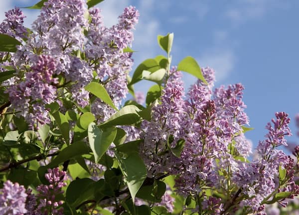 French Lilac gives us metformin