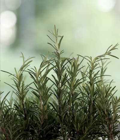 Rosemary contains small amounts of ursolic acid