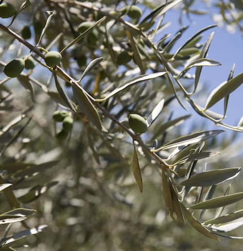 Olive tree with olives and leaves