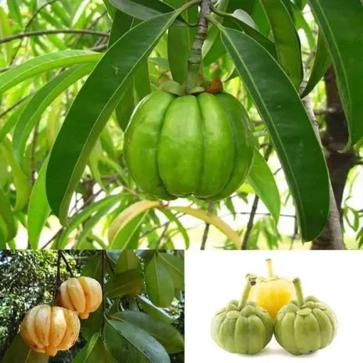 Organic Garcinia Cambogia Extract: 100g-1kg – HCA - Image 3