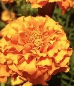 Tagetes erecta closeup marigold flowers