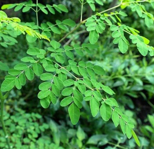 Organic Moringa Seed Extract: 100g-1kg – Nutrient Rich - Image 2